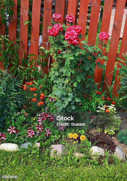 Garden Flowers Flowerbed Stock Photo - Download Image Now - Asphalt, Asphalt Paving Machine, Beauty