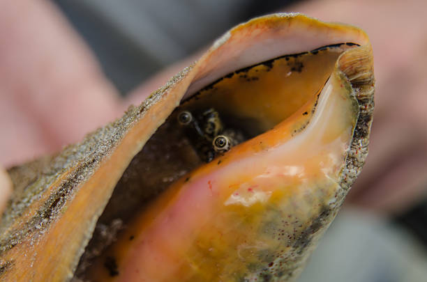 istock Close up of Conch in its shell 514078401