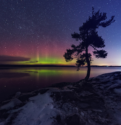 Aurora Borealis shimmers in the background of a solitary pine tree on the shores of a very still lake.  Long exposure shot at high iso.