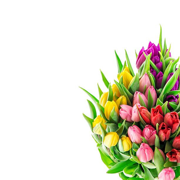 istock Tulip flowers. Bouquet of resh spring blooms 514097602