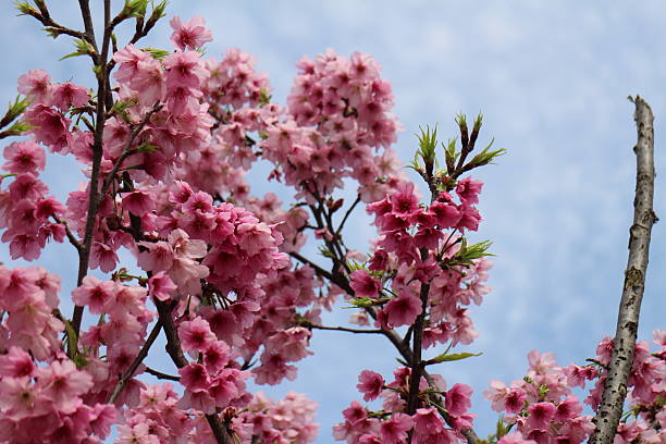 How do you know what cherry blossoms smell like ,