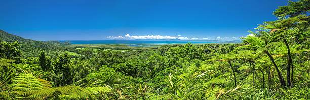 тропический тропическим forrest - tropical rainforest waterfall rainforest australia стоковые фото и изображения