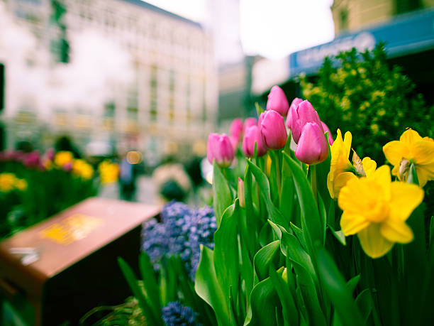 Selective focus view of a spring morning in New York City with flowers in the foreground.