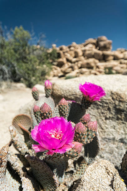 istock Desert Life in California 514099332