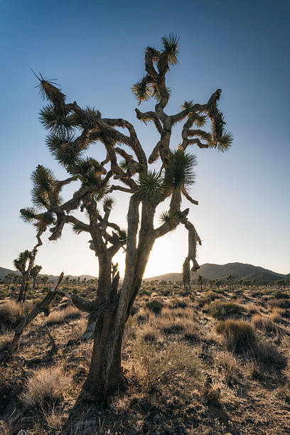 istock Joshua Trees in the Desert 514099468