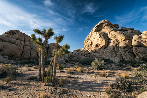 istock Joshua Trees in the Desert 514099966