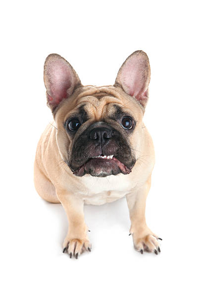 istock French bulldog on white background 514100302