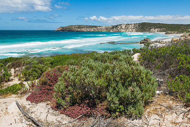 istock Pennington Bay on Kangaroo Island, South Australia 514100688
