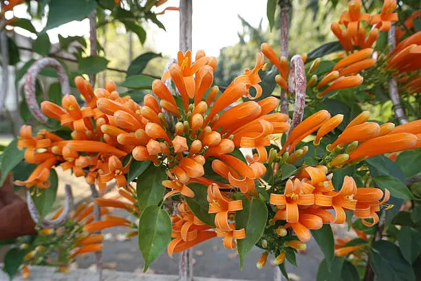 orange trumpetvine flower with leaves background