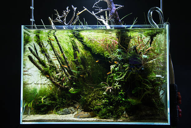 istock Jean growing corals in the aquarium. 514101954