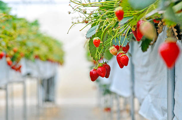 strawberry wyborze - picking crop harvesting scenics zdjęcia i obrazy z banku zdjęć