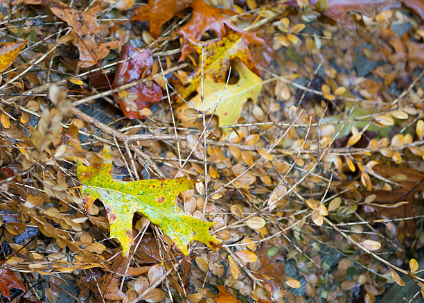 Photo of Fall Pin Oak Leaves on the ground