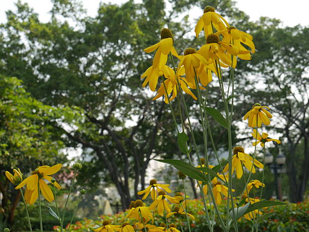 istock Yellow flowers in park 514103440