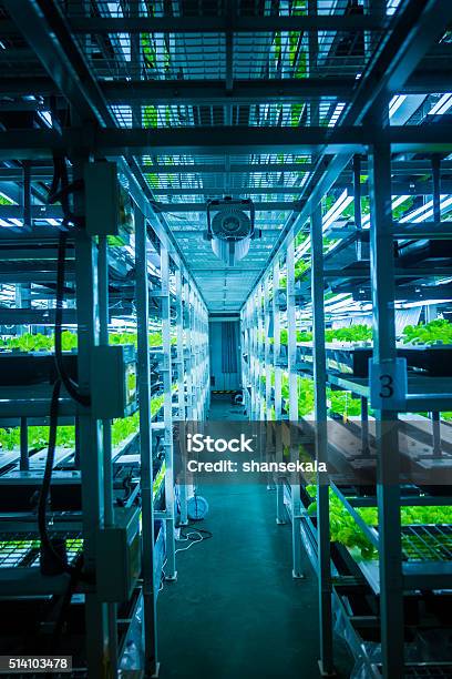 Foto de Sistema Hidropônica e mais fotos de stock de Vertical - Vertical, Agricultura, Fazenda