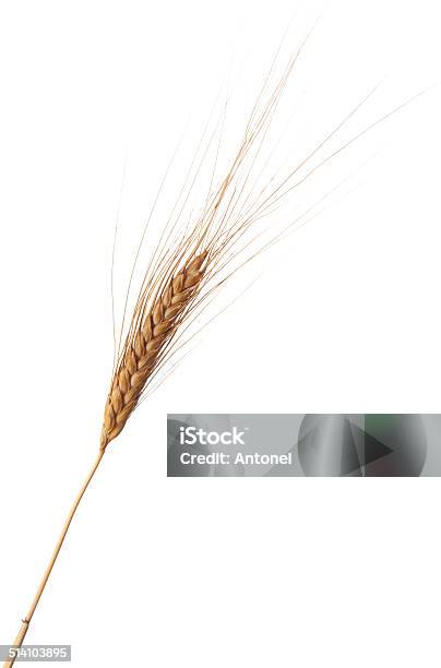 Wheat Ear Stock Photo - Download Image Now - Agriculture, Close-up, Cut Out