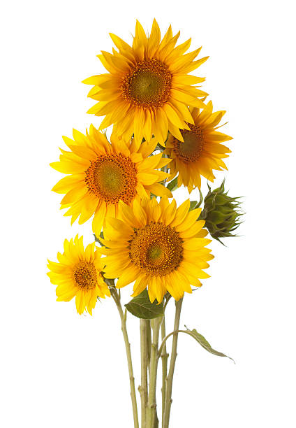 istock Bouquet of sunflowers 514103929