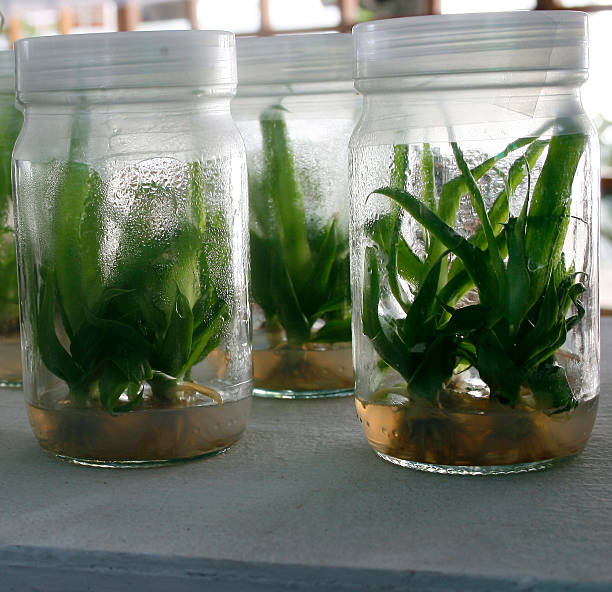 istock view on litle plants of potato in lab bottle 514104245