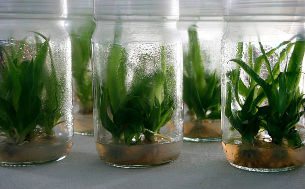 istock view on litle plants of potato in lab tubes 514104249