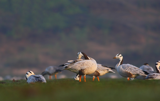 Bar-headed Goose resting in the morning.