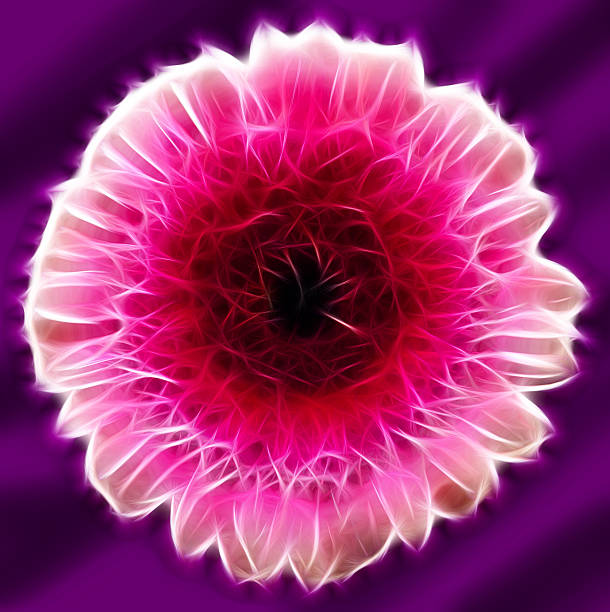 istock Gerber flower on purple background 514104757