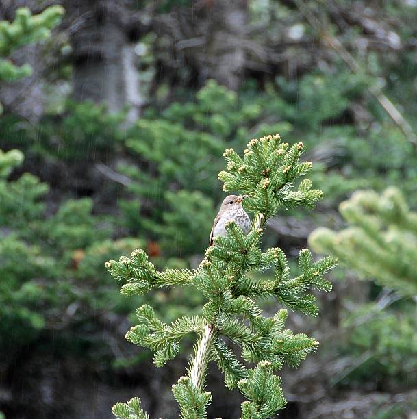 istock Small Bird In Subalpine Fir Tree 514105146