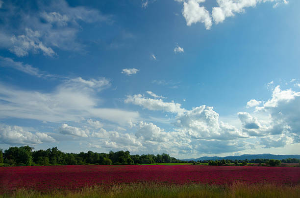 trifoglio incarnato campo - clover field blue crop foto e immagini stock