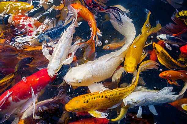 istock Japanese Carps Fish swimming 514105821