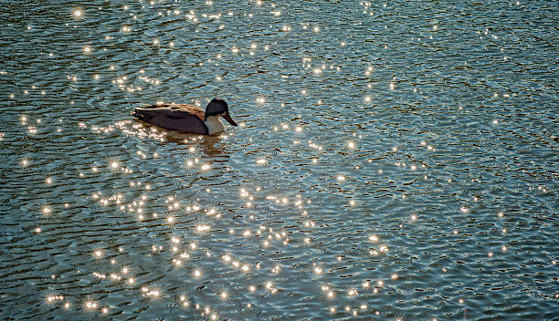 istock Wild duck on the lake 514106006