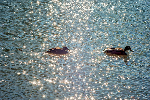 istock Wild duck on the lake 514106126