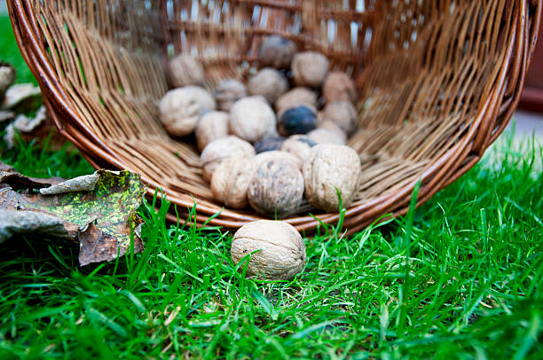 basket with nuts stock photo
