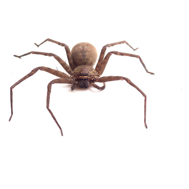 araña marrón de estar - white animal eye arachnid australia fotografías e imágenes de stock