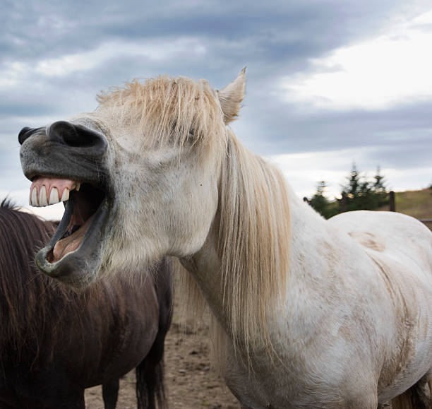 istock Laughing Icelandic horses 514107037