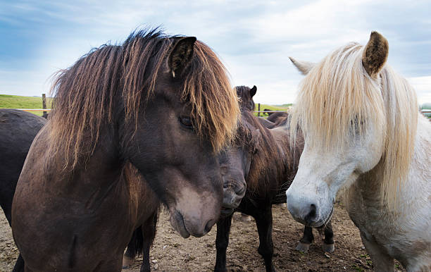 istock Herd of Icelandic horses 514107039