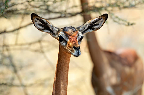 istock Gerenuks gazelle 514107567