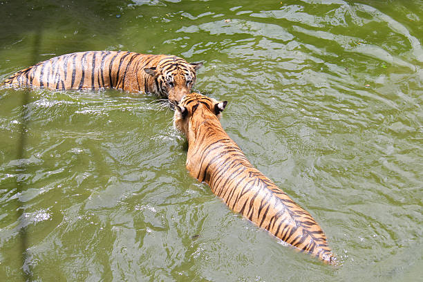 istock Tigers are teasing in the river 514107811