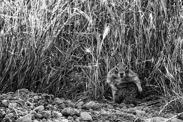 istock Ground Squirrel In A Field In Black And White 514107976