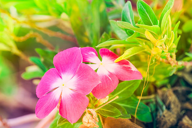 Fresh Cayenne jasmine flower in natural light