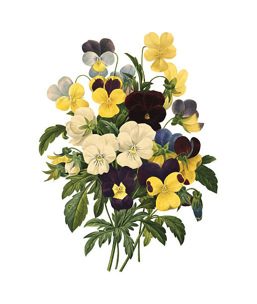 illustrations, cliparts, dessins animés et icônes de bouquet de fleurs violets/redoute illustrations - illustration and painting victorian style engraved image engraving