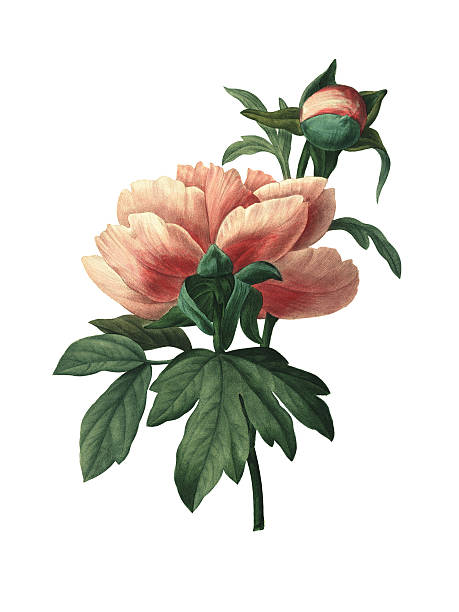 ilustrações de stock, clip art, desenhos animados e ícones de paeonia lactiflora/redoute flor ilustrações - flower white background single flower red