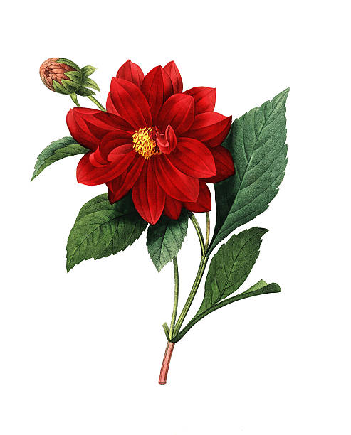 dalhia 푸지/redoute 아이리스입니다 일러스트 - botany illustration and painting single flower image stock illustrations