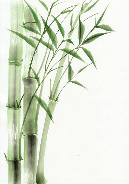 Bamboo watercolor painting vector art illustration