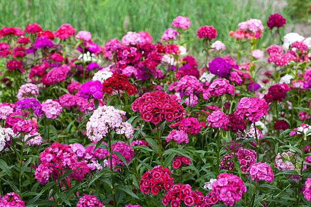 istock Flowerbed of Dianthus 514109015