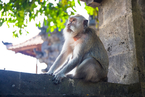 Wild pig-tailed macaque in the tropical paradise of Da Nang, Vietnam in Southeast Asia.