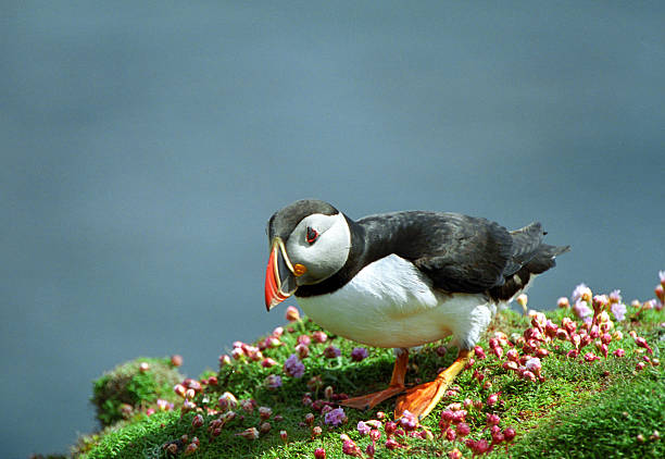 frailecillo del atlántico, shetland - alcatraces de colores fotografías e imágenes de stock