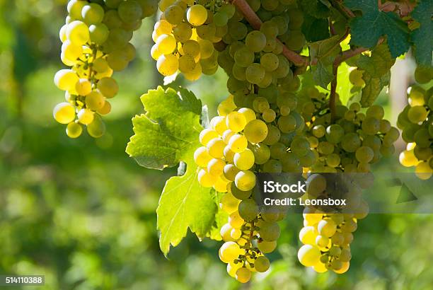 Weißer Wein Traubenwachau Stockfoto und mehr Bilder von Traube - Traube, Weißwein, Weißer Riesling-Traube