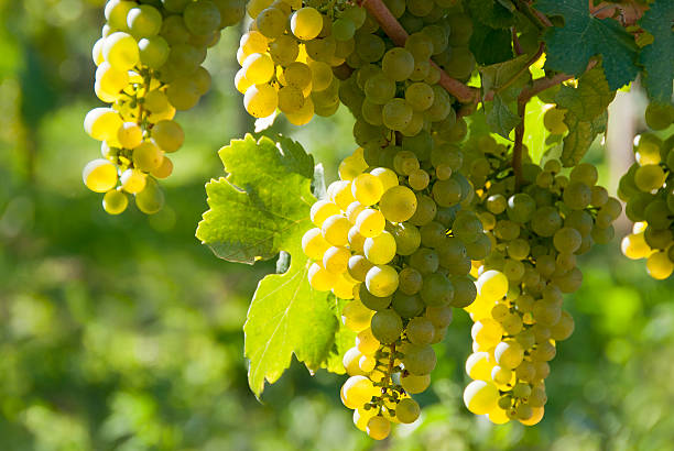 White wine grapes - Wachau stock photo