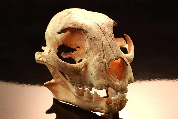 Photo of asian goldden cat   skull and skull  on black background