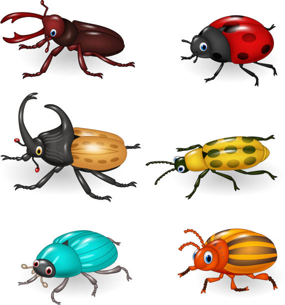 カットイラスト、面白い甲虫コレクション - ladybug insect leaf beetle点のイラスト素材／クリップアート素材／マンガ素材／アイコン素材