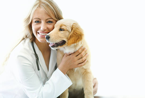 oficina del veterinario. - doctor dog portrait animal hospital fotografías e imágenes de stock