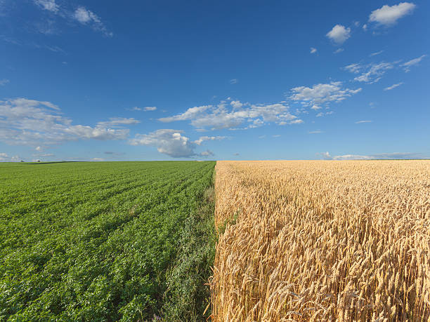 trifoglio campi di grano e giornata di sole estiva idilliaca - clover field blue crop foto e immagini stock